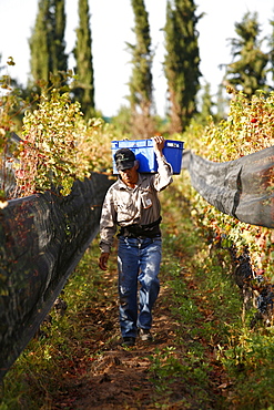 Man working at the vineyard during the harvest time, Mendoza, Argentina, South America