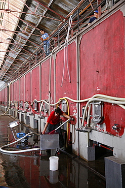 Wine fermentation, Mendoza, Argentina, South America