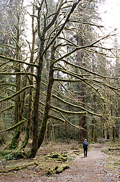 Mossy tree and hiker, Olympic National Park, UNESCO  World Heritage Site, Washington State, United States of America (U.S.A.), North America