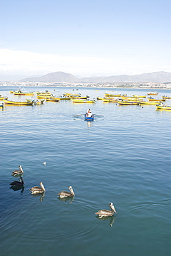 Two men bring in harvest of the sea, Chimbote, Chile, South America