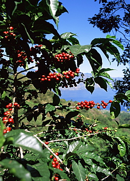 Close-up of coffee plant and beans, Lago Atitlan (Lake Atitlan) beyond, Guatemala, Central America