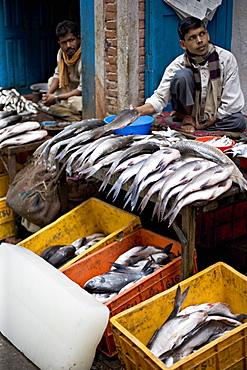 Men selling freshwater fish early morning in a street market, Kathmandu, Nepal, Asia