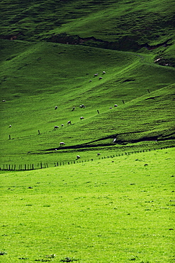 Sheep in pasture, Hawkes Bay region, North Island, New Zealand, Pacific