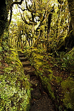 Native bush at Dawson Falls, where woodland is known as the Goblin forest due to trailing moss and gnarled trees, Egmont National Park, Taranaki, North Island, New Zealand, Pacific