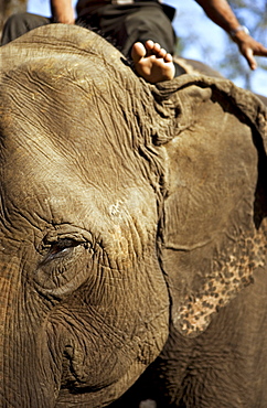 Elephants at Island Jungle Resort Hotel, Royal Chitwan National Park, Terai, Nepal, Asia