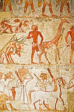 Giraffe among the tribute from Nubia, Tomb of Rekhmire, West Bank, Thebes, UNESCO World Heritage Site, Egypt, North Africa, Africa