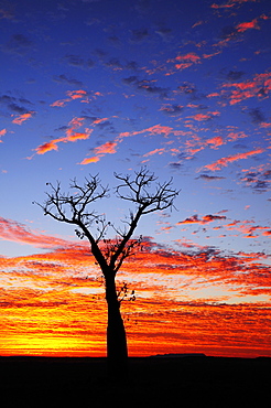 Boab tree at sunrise, Kimberley, Western Australia, Australia, Pacific