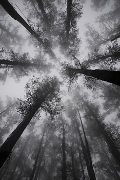 Mountain Ash trees, tallest flowering plants in the world, in fog, Dandenong Ranges, Victoria, Australia, Pacific