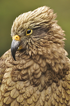 Kea (Nestor notabilis), Arthur's Pass, Canterbury high country, South Island, New Zealand, Pacific