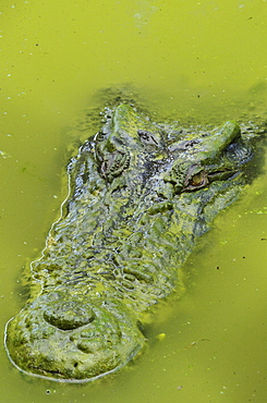 Saltwater or estuarine crocodile (Crocodylus porosus), Sarawak, Borneo, Malaysia, Southeast Asia, Asia