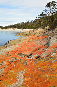 Red lichen on rocks, Wineglass Bay, Freycinet National Park, Freycinet Peninsula, Tasmania, Australia, Pacific