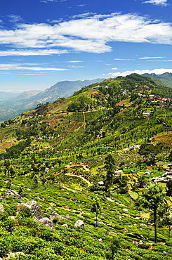 View of tea plantations from Lipton's Seat, Haputale, Sri Lanka, Asia