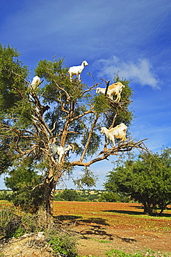 Goats on tree, Morocco, North Africa, Africa