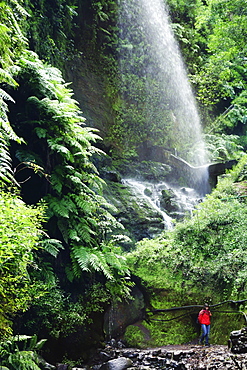 Laurel forest, Los Tilos Biosphere Reserve, La Palma, Canary Islands, Spain, Europe