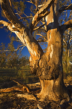 River red gum tree, Hattah-Kulkyne National Park, Victoria, Australia, Pacific