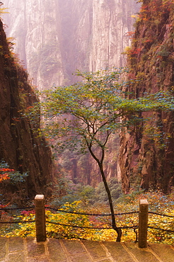 Autumn colors, Xihai (West Sea) Valley, Mount Huangshan (Yellow Mountain), UNESCO World Heritage Site, Anhui Province, China, Asia