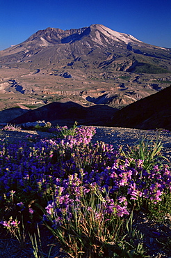 Penstemon flowers, Mount St. Helens, Mount St. Helens National Volcanic Monument, Washington state, United States of America, North America