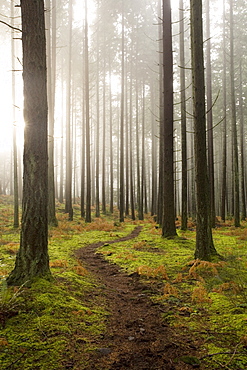 Trail through the woodland, Vashon Island, Washington State, United States of America, North America