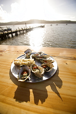 Oysters on half shells, California, United States of America, North America