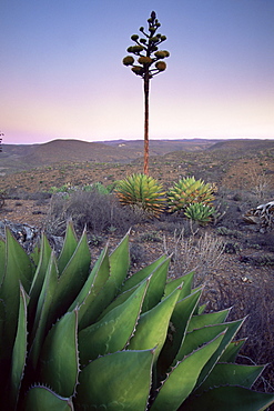 Landscape and century plant, Baja, Mexico, North America