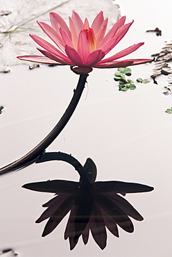 Lotus flower, Luang Prabang, Laos, Indochina, Southeast Asia, Asia