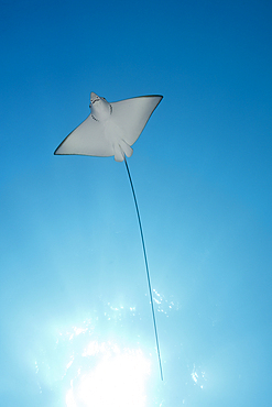 Eagle Ray, Aetobatus narinari, South Male Atoll, Maldives