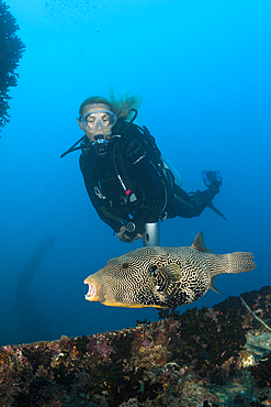 Diver watching Puffer at Maldive Victory Wreck, Arothron mappa, North Male Atoll, Maldives