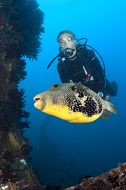 Diver watching Puffer at Maldive Victory Wreck, Arothron mappa, North Male Atoll, Maldives