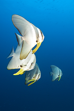 Longfin Batfishes, Platax teira, North Male Atoll, Maldives