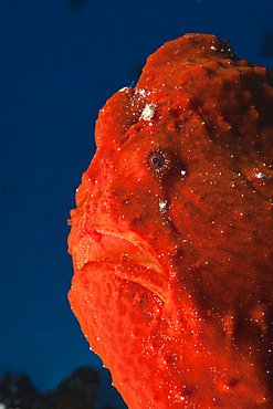 Red Giant Frogfish, Antennarius commersonii, North Male Atoll, Maldives