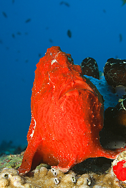 Red Giant Frogfish, Antennarius commersonii, North Male Atoll, Maldives