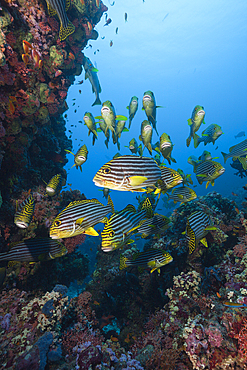 Oriental Sweetlips, Plectorhinchus vittatus, South Male Atoll, Maldives