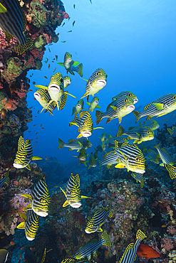 Oriental Sweetlips, Plectorhinchus vittatus, South Male Atoll, Maldives