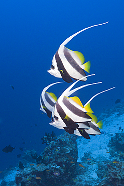 Pennant Bannerfish, Heniochus diphreutes, North Male Atoll, Maldives