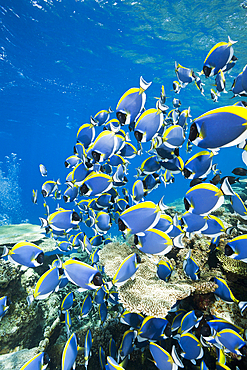 Shoal of Powder Blue Tang, Acanthurus leucosternon, Thaa Atoll, Maldives