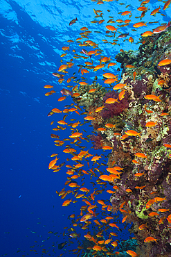 Lyretail Anthias over Reef, Pseudanthias squamipinnis, St. Johns, Red Sea, Egypt