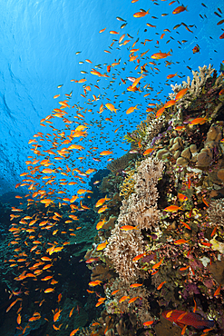 Lyretail Anthias over Reef, Pseudanthias squamipinnis, Elphinstone, Red Sea, Egypt