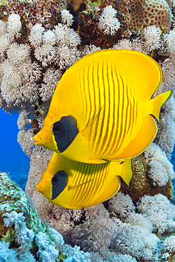 Pair of Masked Butterflyfish, Chaetodon semilarvatus, St. Johns, Red Sea, Egypt