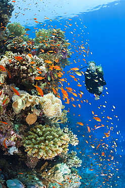 Scuba Diving in Red Sea, St. Johns, Red Sea, Egypt