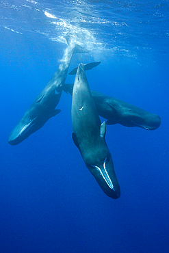 Social bahavior of Sperm Whale, Physeter macrocephalus, Caribbean Sea, Dominica