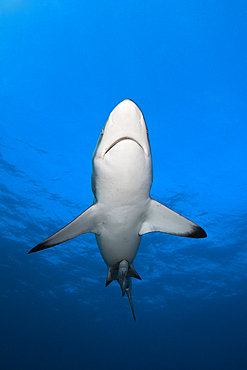 Blacktip Shark, Carcharhinus limbatus, Aliwal Shoal, Indian Ocean, South Africa