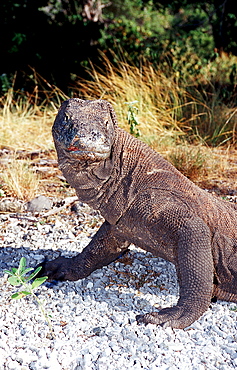 Komodo dragon in natural environment, Varanus komodoensis, Indonesia, Indian Ocean, Komodo National Park