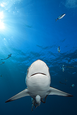 Blacktip Shark, Carcharhinus limbatus, Aliwal Shoal, Indian Ocean, South Africa