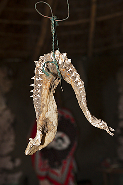 Shark Teeth in Xhosa Village, Wild Coast, Eastern Cap, South Africa