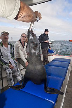 Tourists watching Cape Fur Seals, Arctocephalus pusillus, Walvis Bay, Namibia