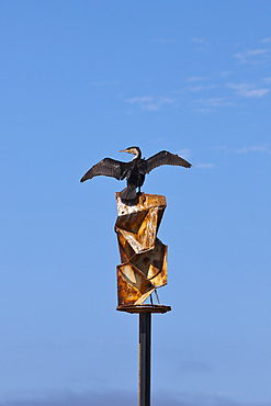 Cormorant, Phalacrocorax lucidus, Walvis Bay, Namibia