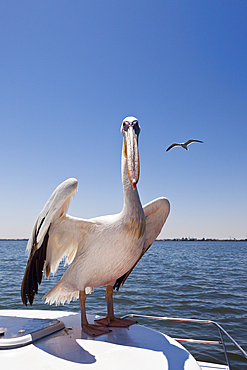 Great White Pelican, Pelecanus onocrotalus, Walvis Bay, Namibia