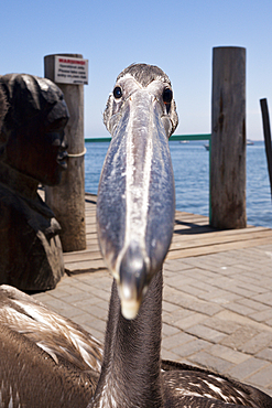 Juvenile Great White Pelican, Pelecanus onocrotalus, Walvis Bay, Namibia