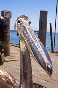 Juvenile Great White Pelican, Pelecanus onocrotalus, Walvis Bay, Namibia