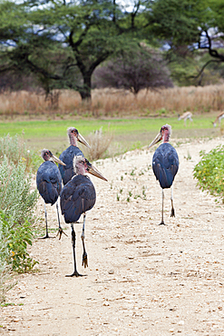 Group of Marabou Storks, Leptoptilos crumeniferus, Namibia